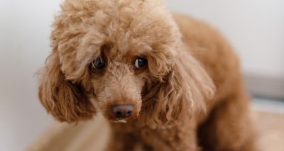 Vet initiative to help tackle domestic abuse